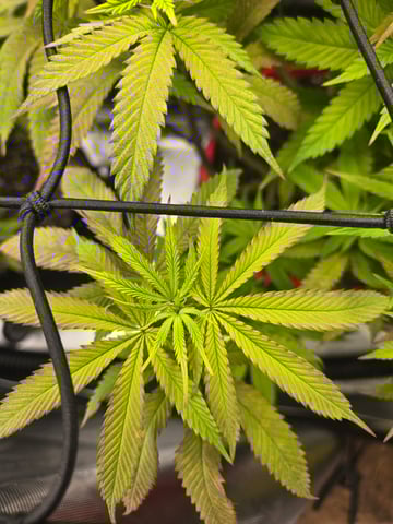 First Grow — vegetative, day 46