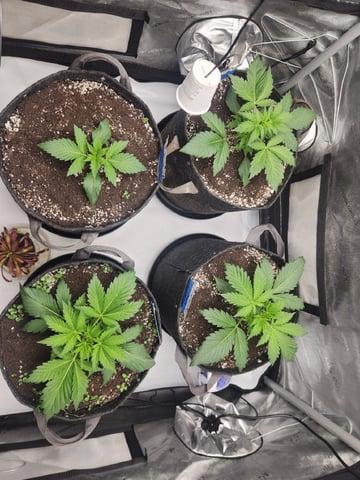 Mephisto's Flava Flav (Grape Crush x Guava Fig) — vegetative, day 25