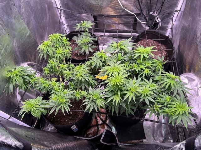 Blue Dream Feminized  — vegetative, day 93