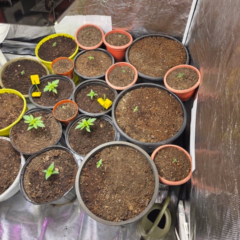 1st indoor grow 8 smaller plan t s — seedling_rooting, day 6