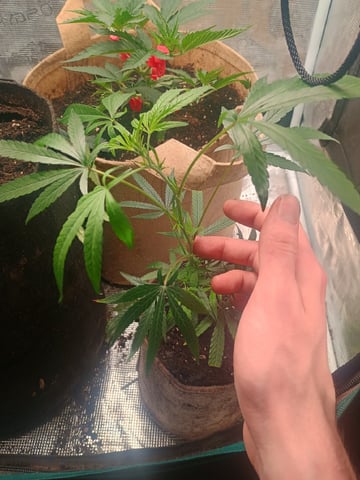 Brainstorm X Murder Biscuits — vegetative, day 23