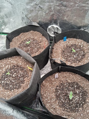 Lemon Cherry Cookies, Purple Haze and Strawberry Gorilla Grows — seedling_rooting, day 114