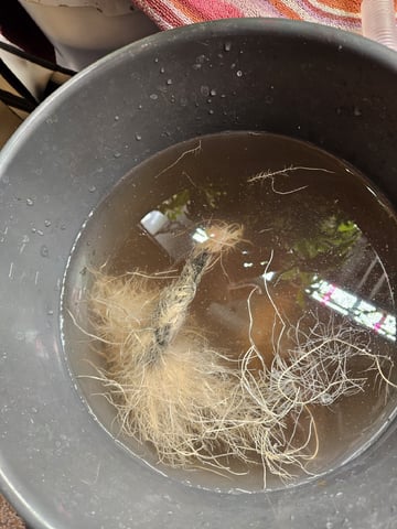 PITA — flower, day 60