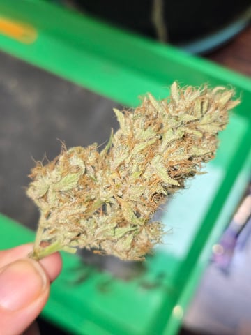 2nd Autoflower Indoor Grow — flower, day 82