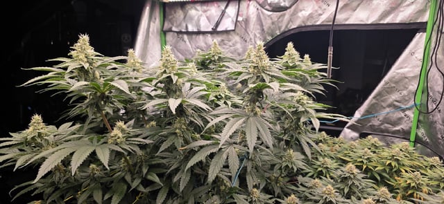 first grow — flower, day 268