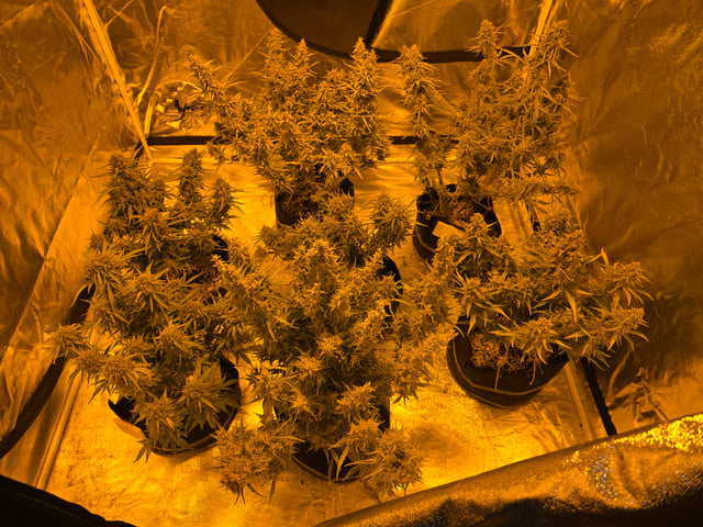 First Autoflower Indoor — flower, day 31