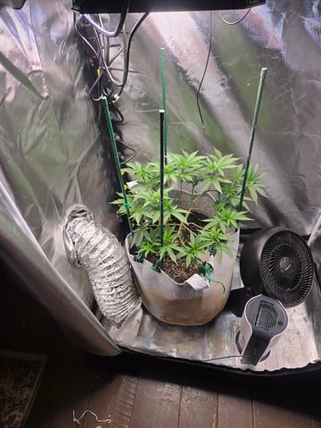 Looking for advice! — flower, day 47