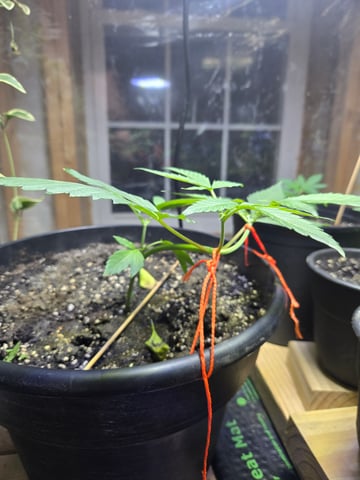 cherry pie  — vegetative, day 25
