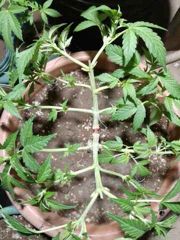 My 1st grow 2 big pots 9 small containers — vegetative, day 45