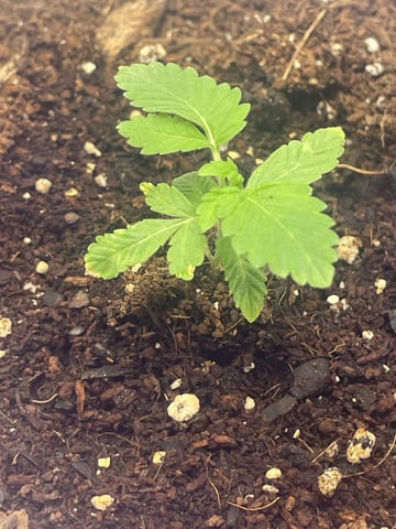  sour diesel  — seedling_rooting, day 2