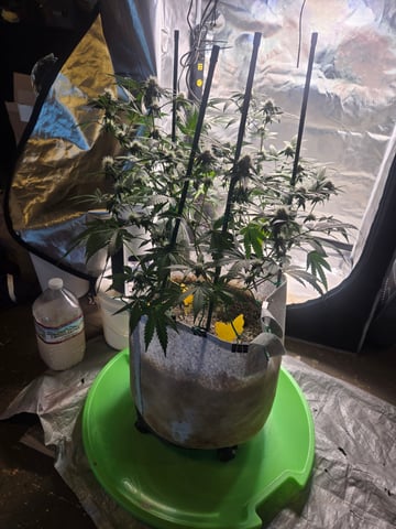 Looking for advice! — flower, day 73