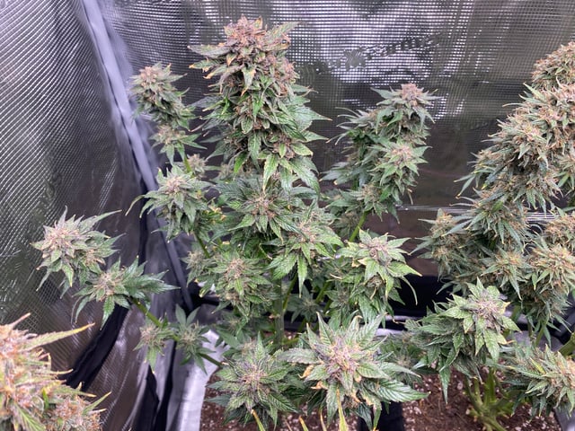 Auto Run #1 2025-2026 — flower, day 99