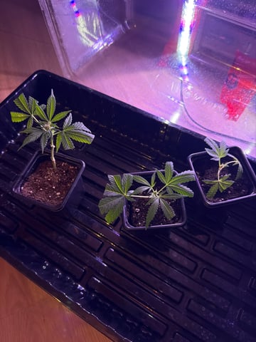     Clone Run #1 — grow_setup, day 2