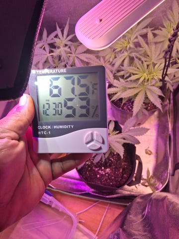 My Girls — flower, day 10