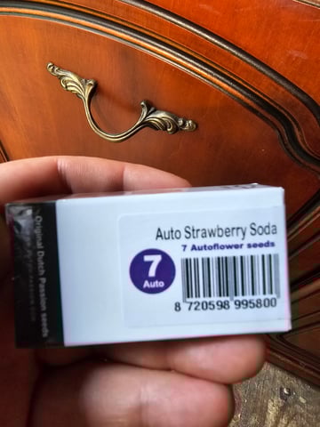 strawberry soda — grow_setup, day 1