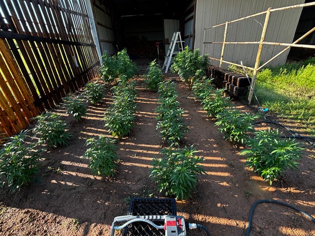 Outdoor Grow — vegetative, day 112