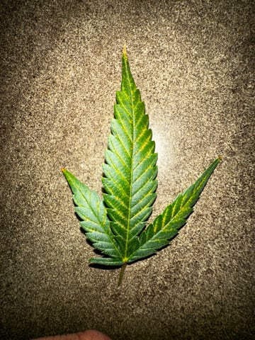 XJ-13 x Pennywise — flower, day 119