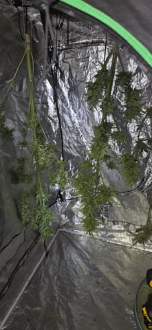 Watermelon Auto — harvest, day 90