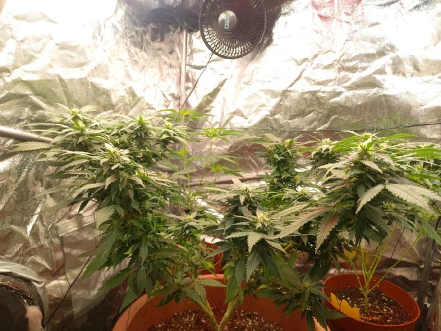 ( Guava Dawg × Sour Tangie ) F2