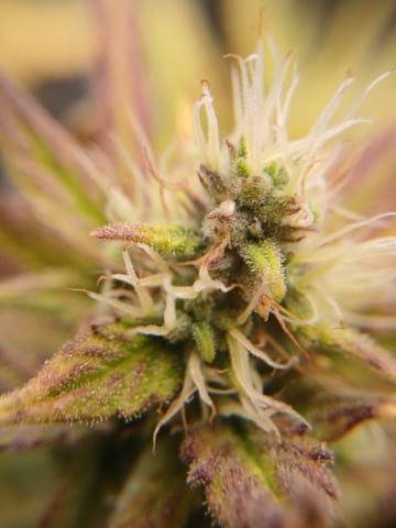 Auto Mystery 4  — flower, day 26