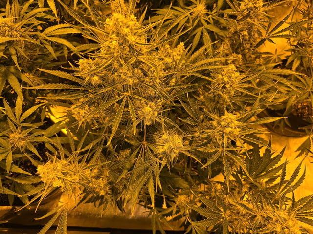 Autos AGAIN — flower, day 69