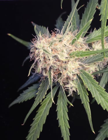 (4)autos  — harvest, day 84