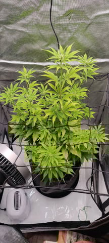 Auto OG Cush — flower, day 60