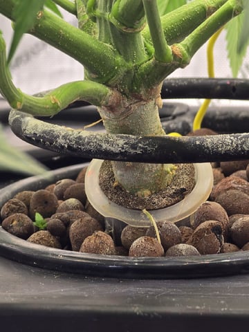 Barney's Farm - Cherry Popper — flower, day 59