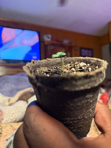 Godfather OG — seedling_rooting, day 3