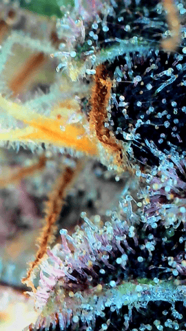 Grow #4 — flower, day 73