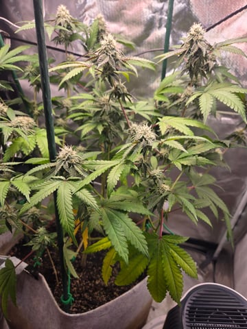 Looking for advice! — flower, day 78