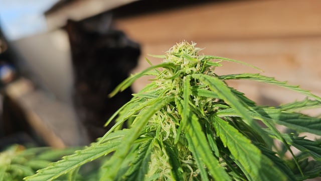 Cheshablue  — flower, day 18