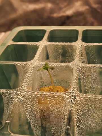 Wedding Cake Auto — seedling_rooting, day 14