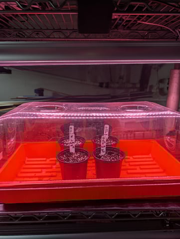 first grow - autoflower — germination, day 12