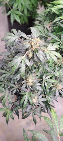 Second Grow  — flower, day 81