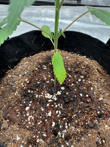 white runtz auto flower — vegetative, day 24