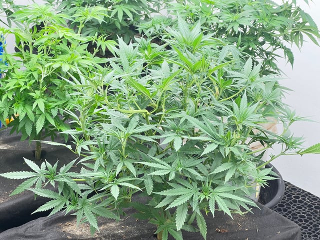 home stretch — flower, day 1