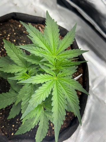Indoor — vegetative, day 23
