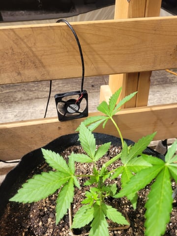 Clones And Hermie Seeds — vegetative, day 35
