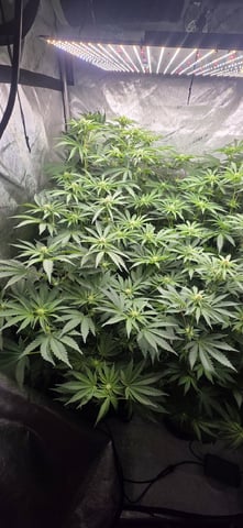 Maple Nectar  — flower, day 60