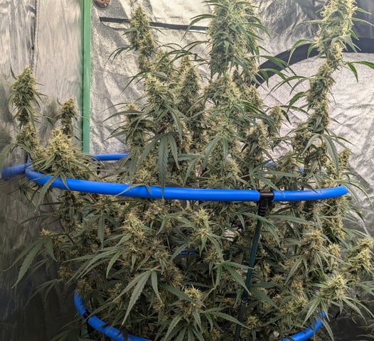 Mixed Grow — flower, day 78