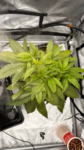 Autos: Banana Purple Punch (1)  & Guava Fig (2) — vegetative, day 29