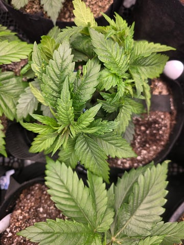 Hazy Daze — vegetative, day 22