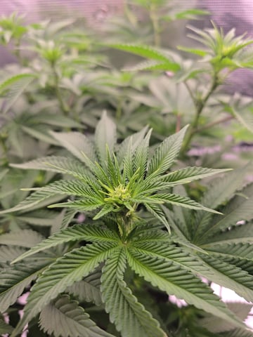 Northern lights #10 (Alaska) — flower, day 48