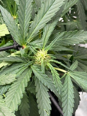 peaceful grow 1 — flower, day 45