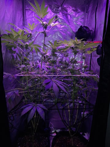 II — flower, day 70