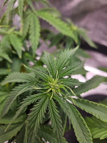 3 bears auto flower  — flower, day 29