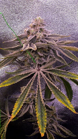 zlurricane blast — flower, day 119
