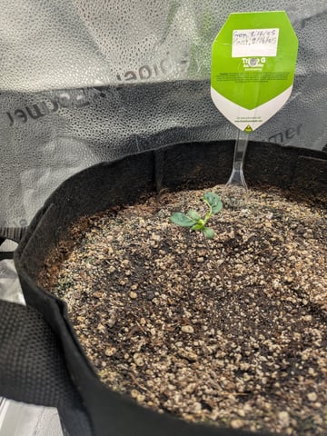 OG III — seedling_rooting, day 8