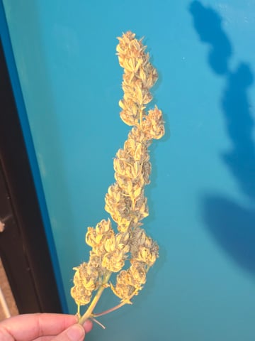 First Autoflower Indoor — harvest, day 42